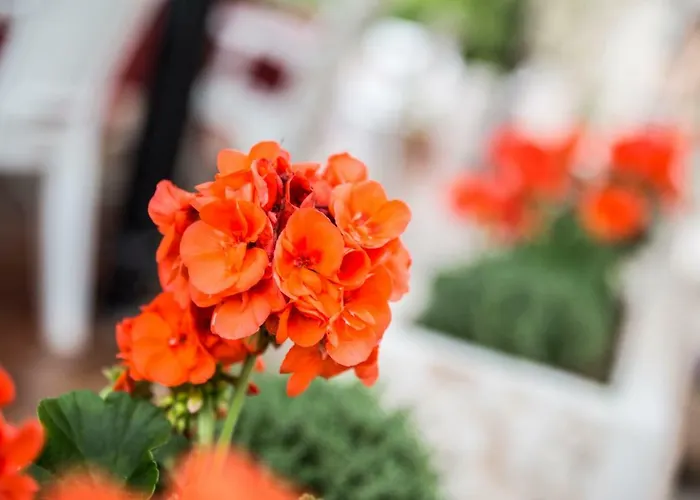 Mio Boutique - Adults Only Lazise